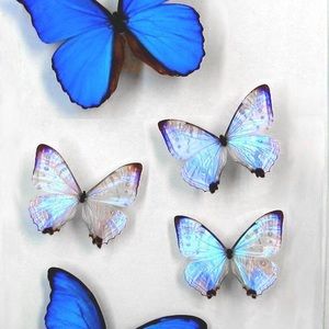 Meet your Posher, Eli